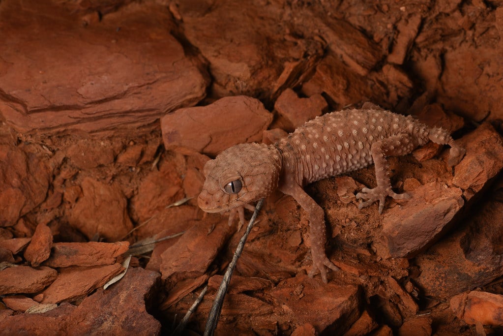 Rough-Tailed Gecko