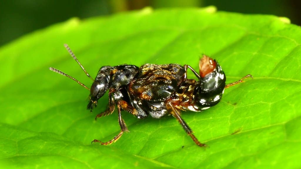 Rove Beetle