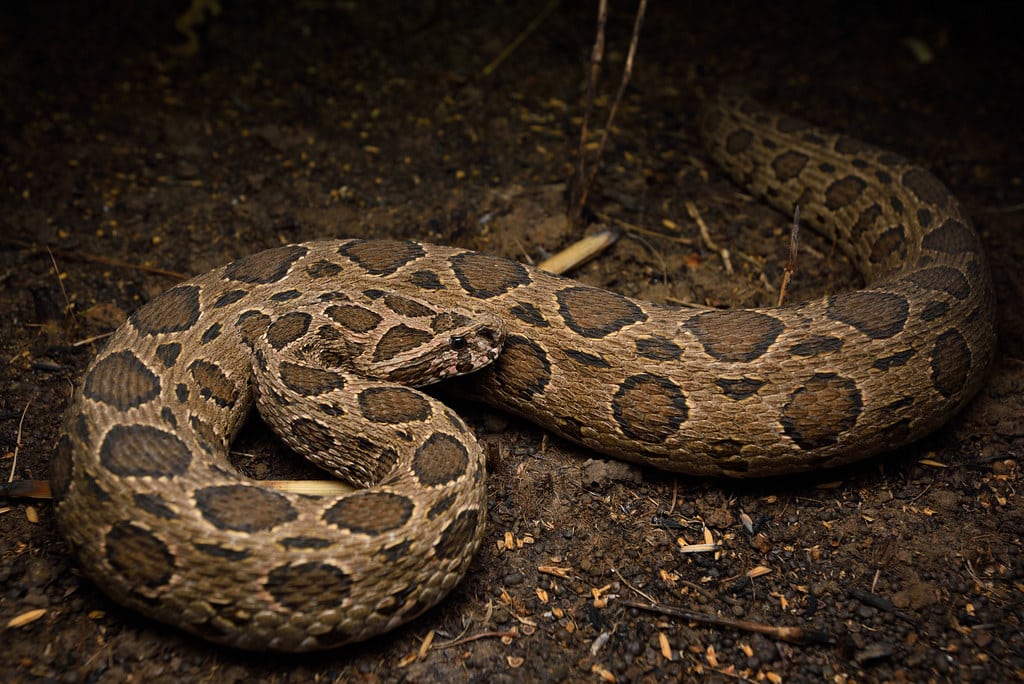 Russell's Viper - Poisonous and Venomous Animals