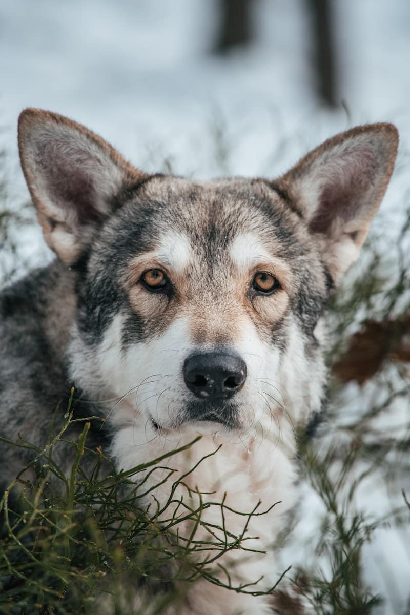 Saarloos Wolfdog