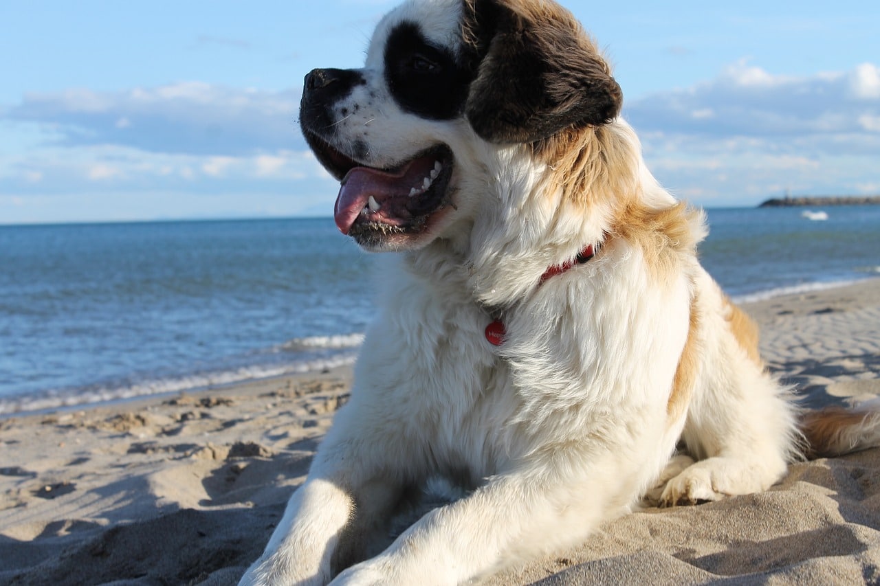 Saint Bernard - Most Dangerous Dog Breeds