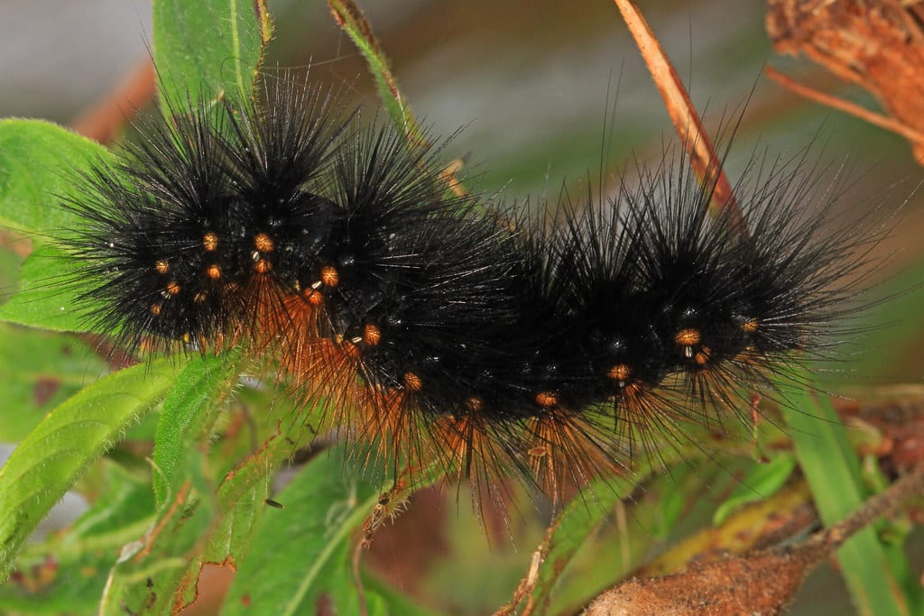 Salt Marsh Caterpillar