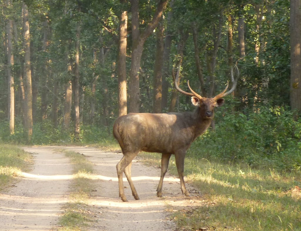 Sambar Deer