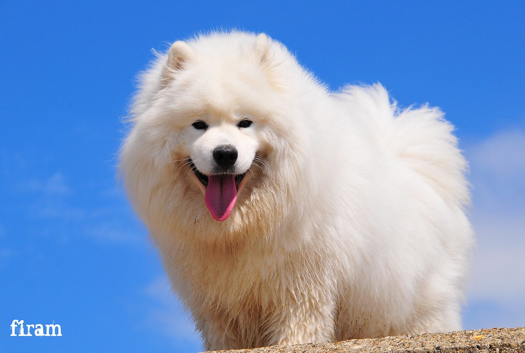 Samoyed