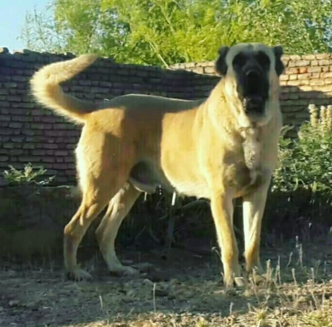 Sarabi Mastiff - Types of Mastiff Dog Breeds