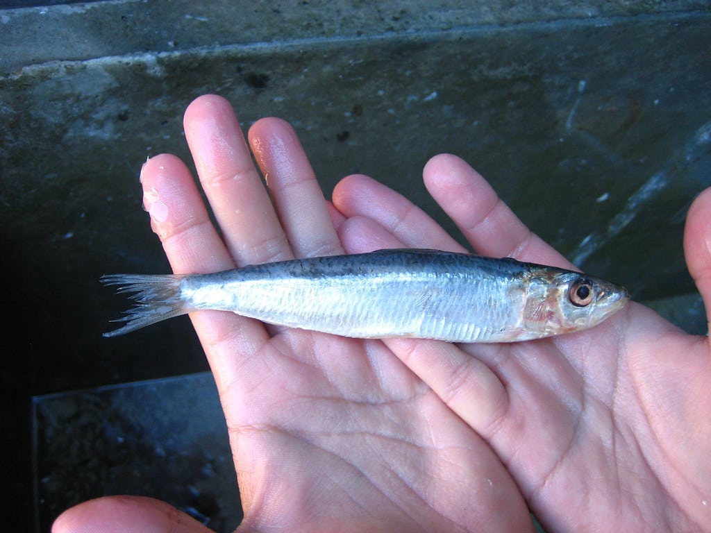 Sardine
