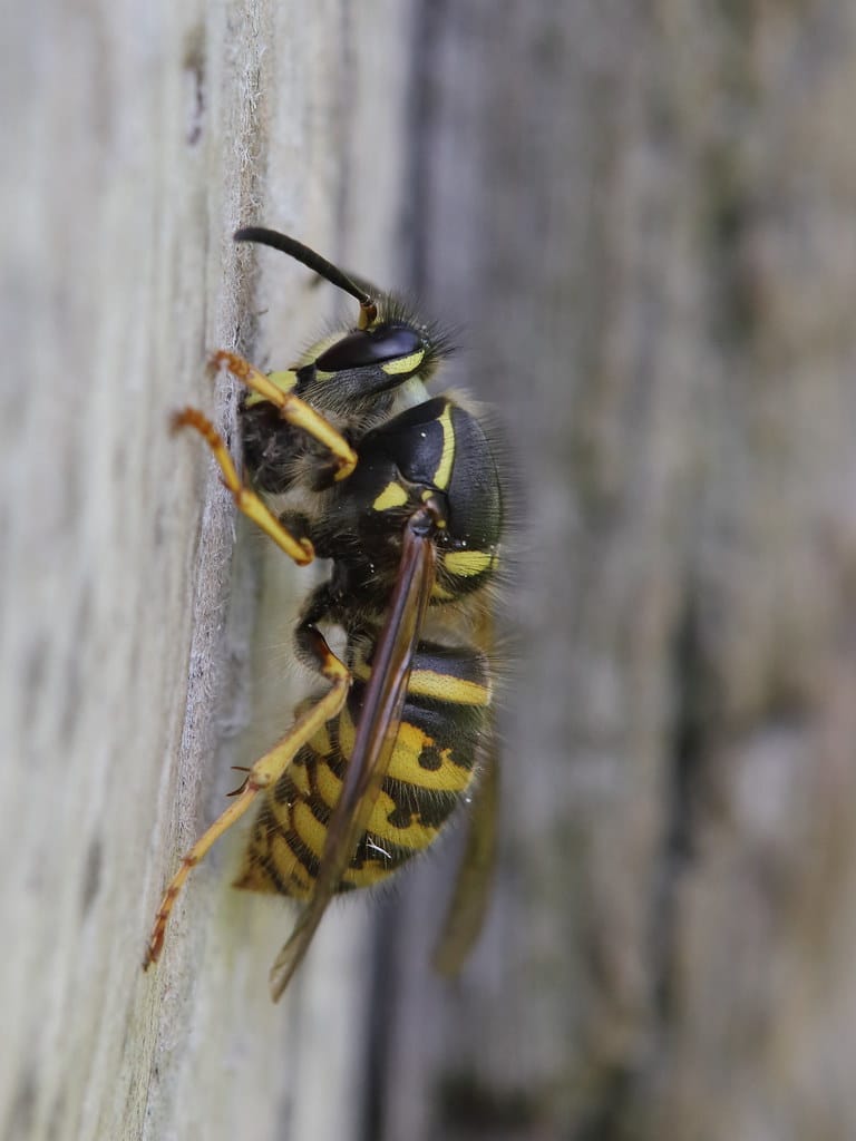 Saxon Wasp