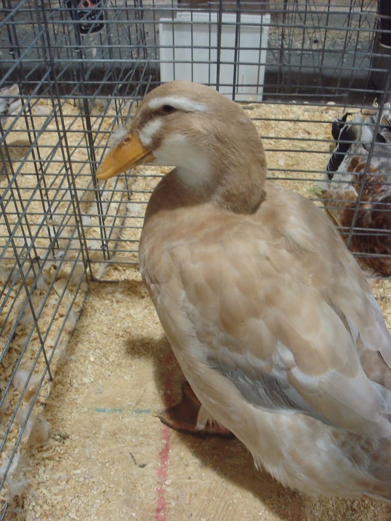 Saxony Duck - White Duck breeds