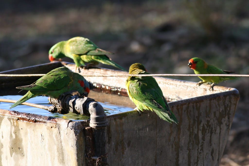Scaly-breasted Lorikeet
