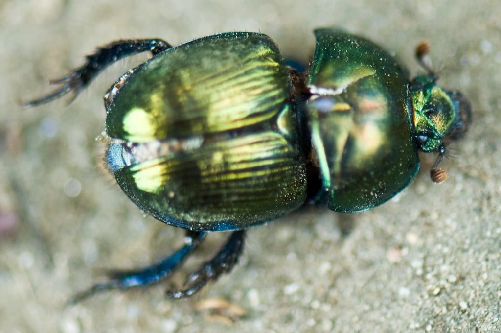 Scarab Beetle