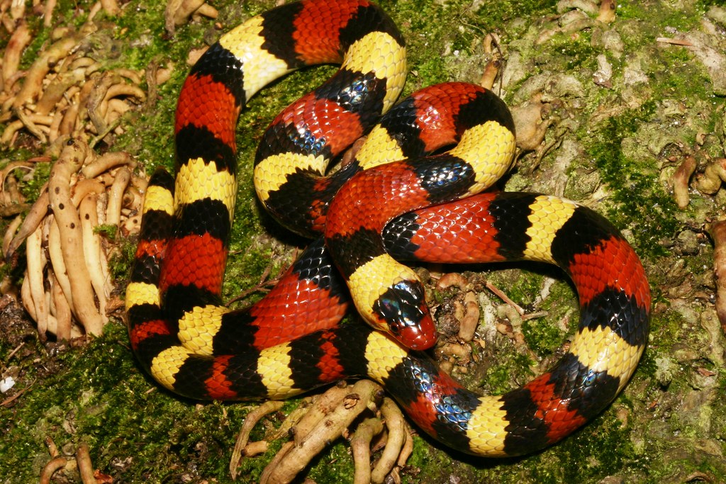 Scarlet Kingsnake