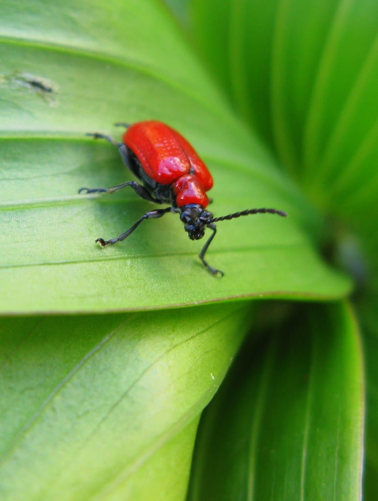 Scarlet Lily Beetle