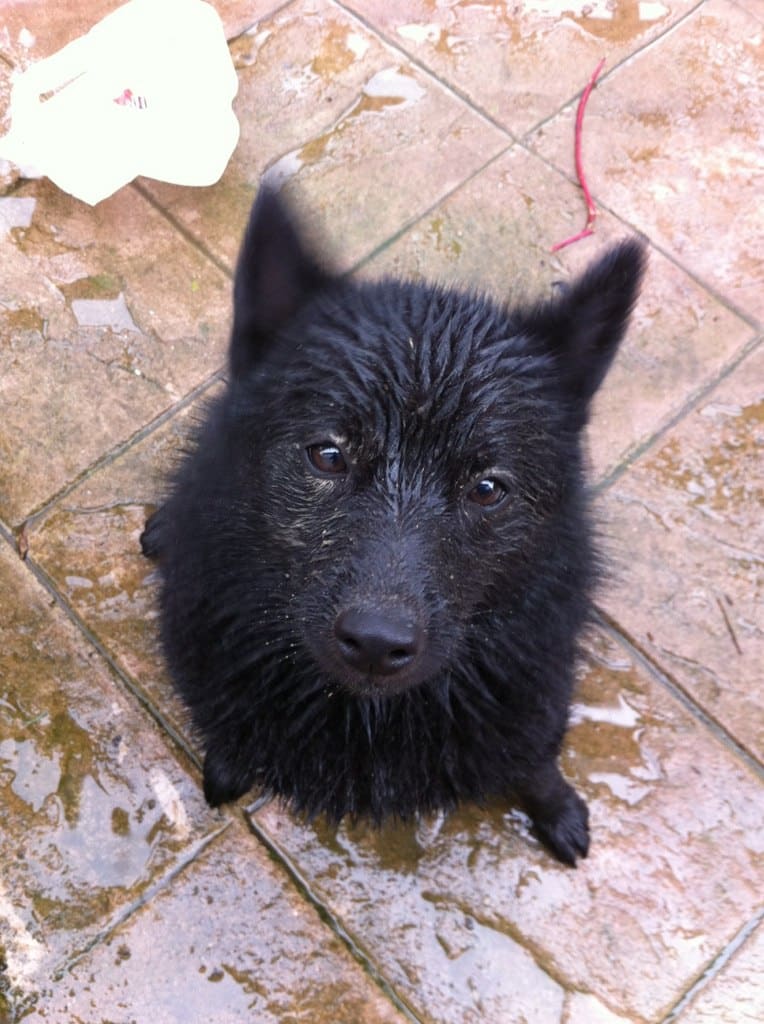 Schipperke