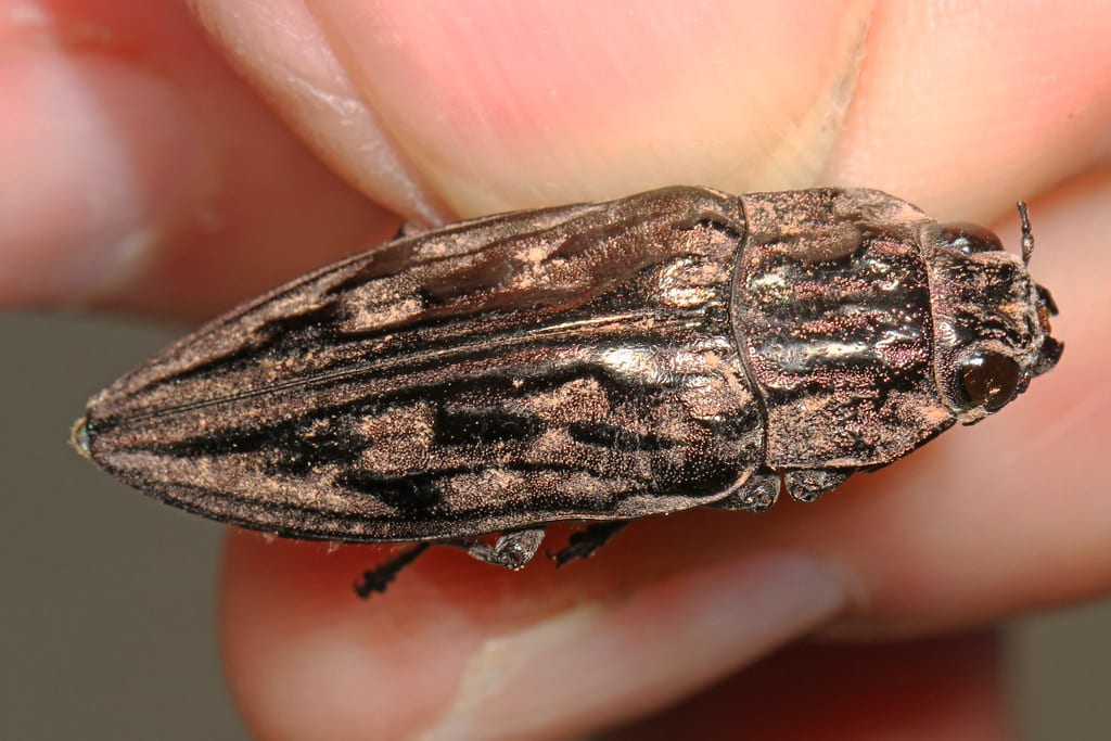 Sculptured Pine Borer Beetle