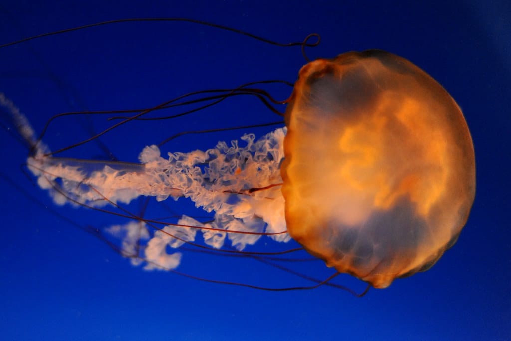 Sea Nettle
