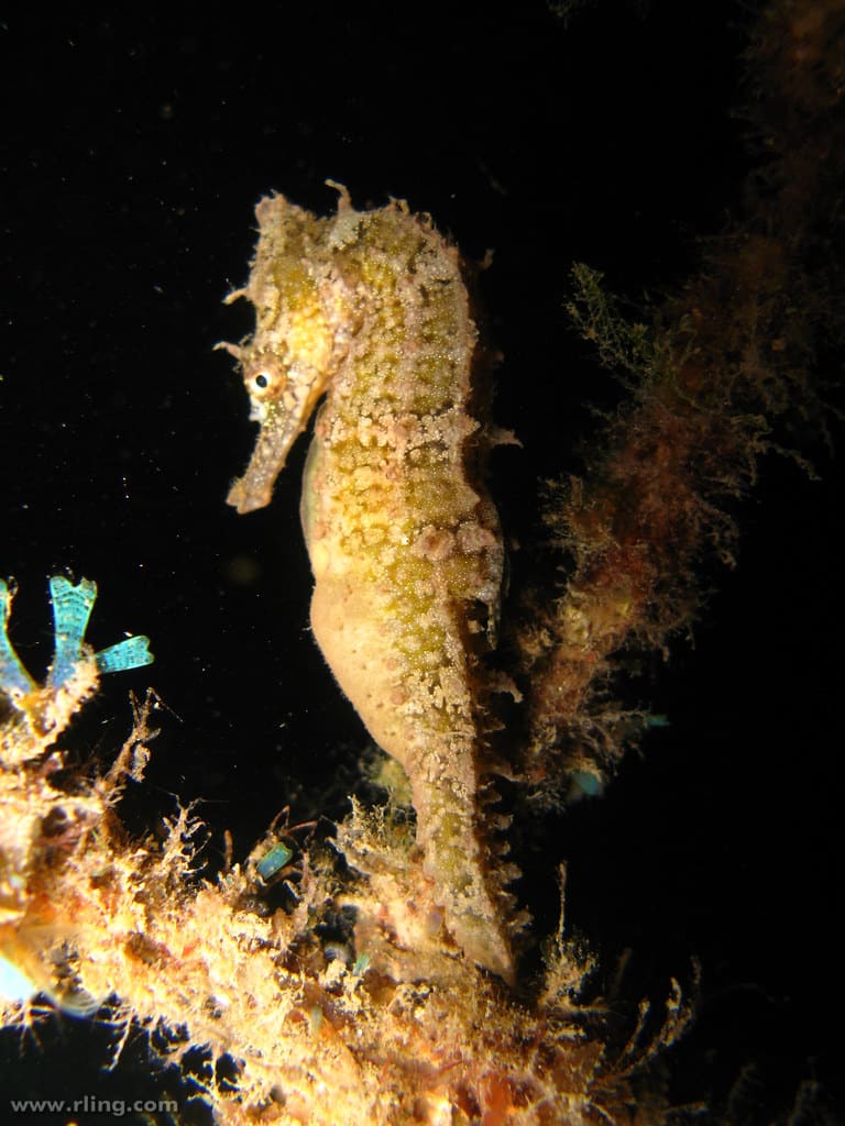 Seahorses - Animals Most Faithful to Their Mates