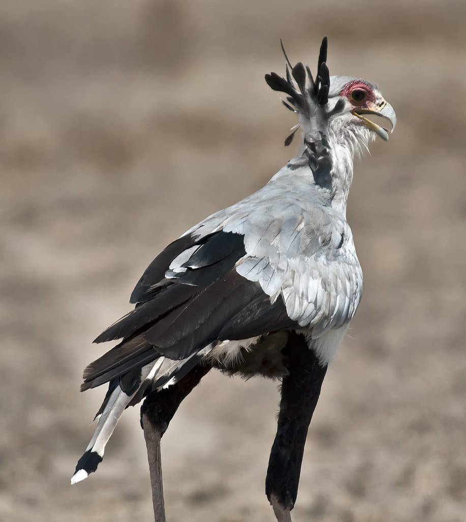Secretary Birds