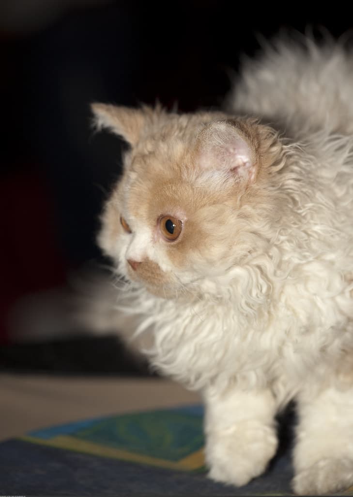 Selkirk Rex
