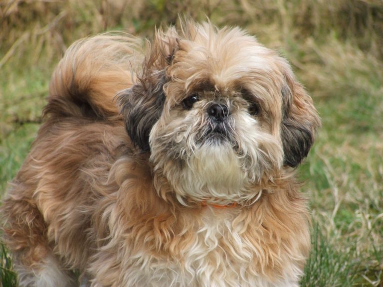 Shih Tzu: Dog Breed Profile and Information