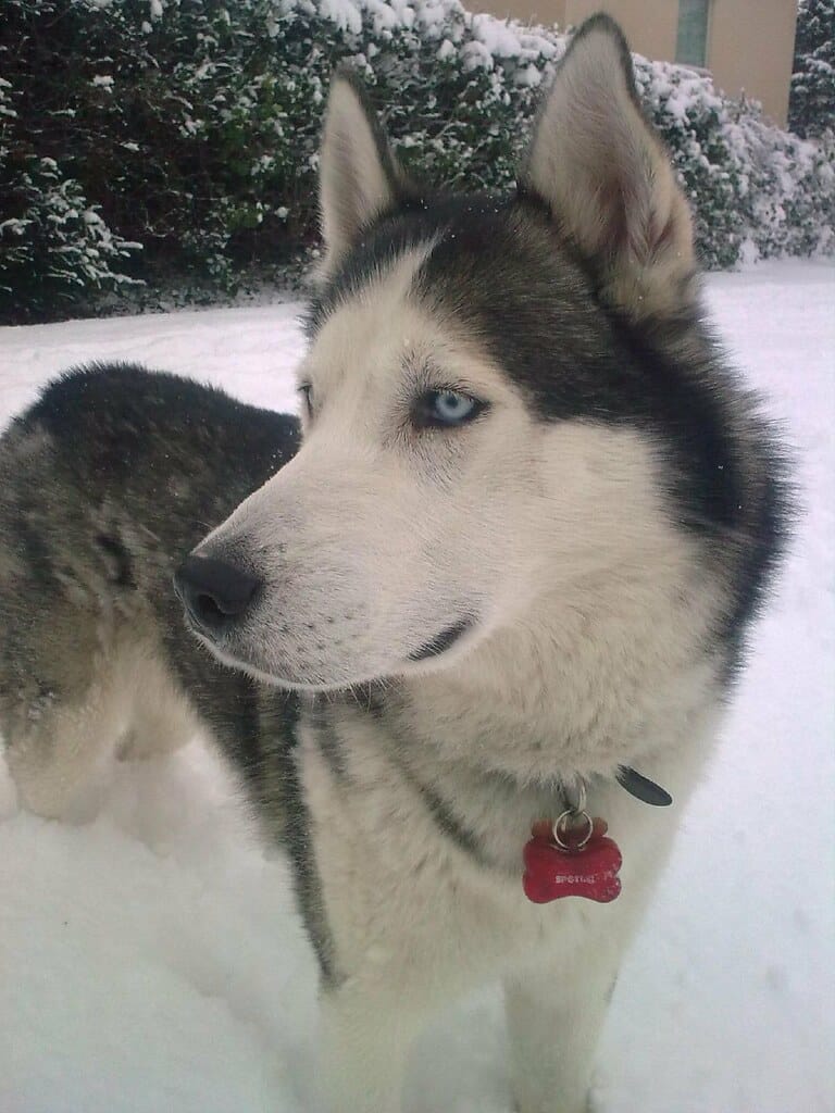 Siberian Husky