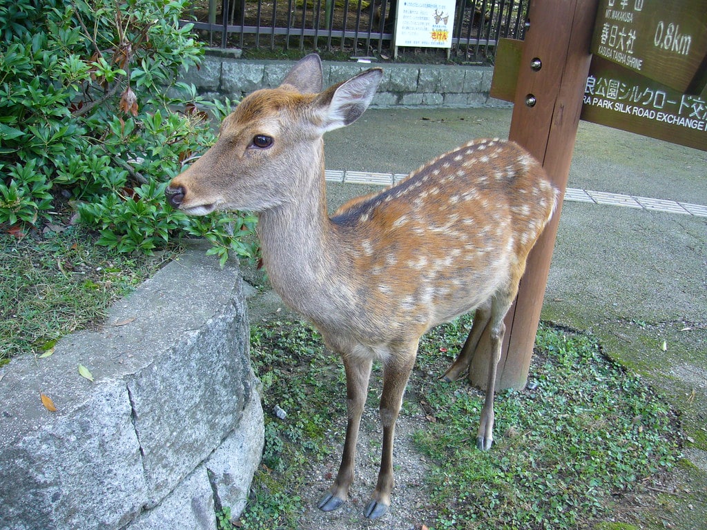 Sika Deer - Different Types of Deer