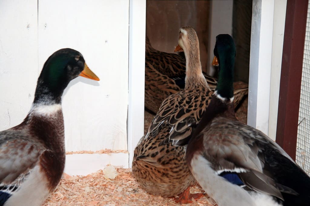 Silver Appleyard Duck - Different Types of Duck Breeds