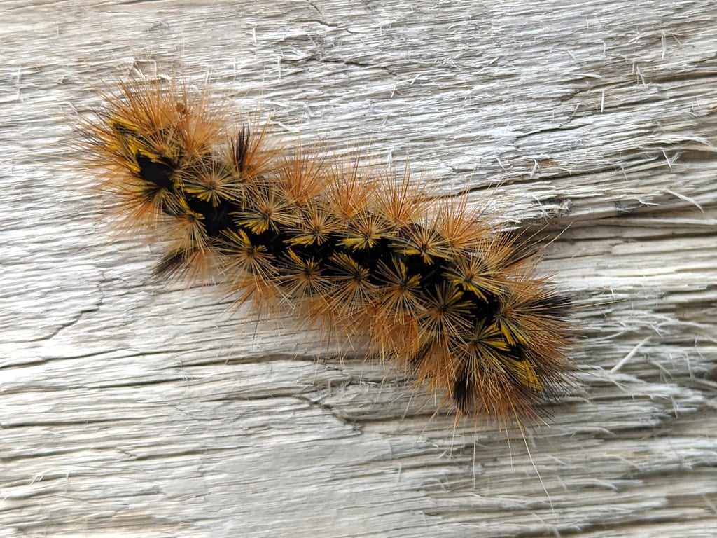 Silver-spotted Tiger Moth