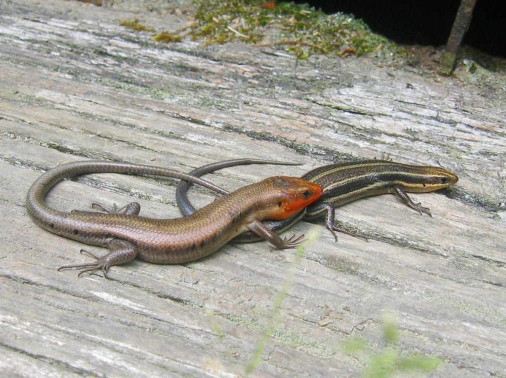 Skinks