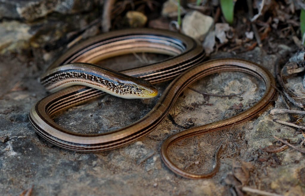 Slender Glass Lizard