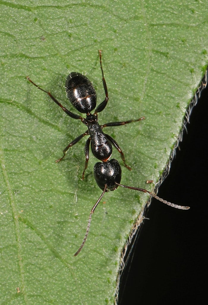 Smaller Carpenters Ant