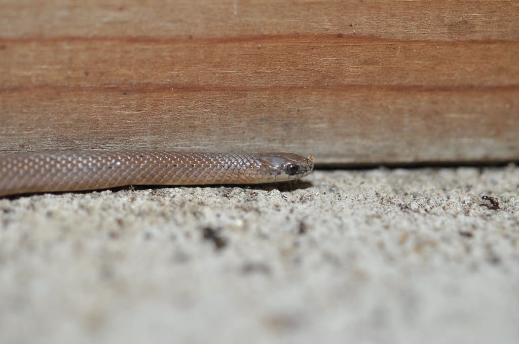 Smooth Earth Snake