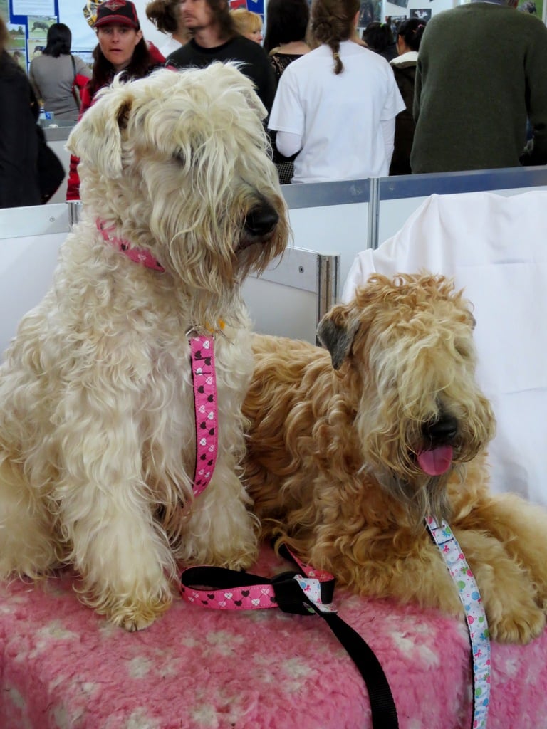 Soft-Coated Wheaten Terrier