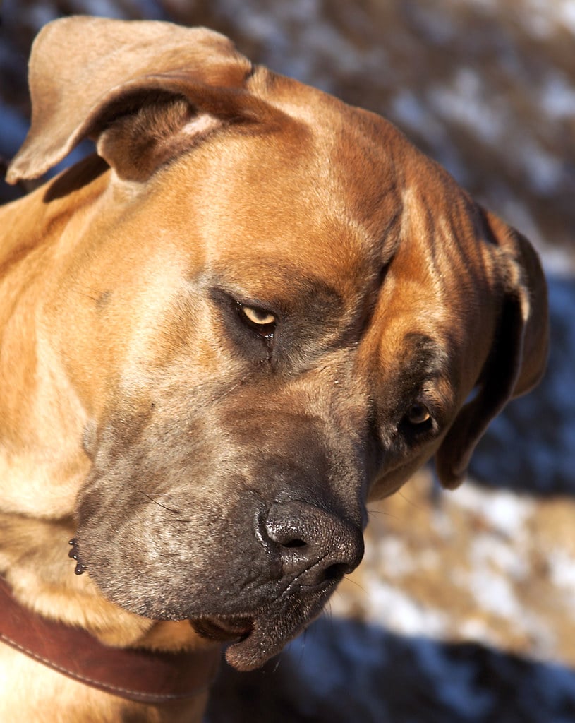 south african mastiff