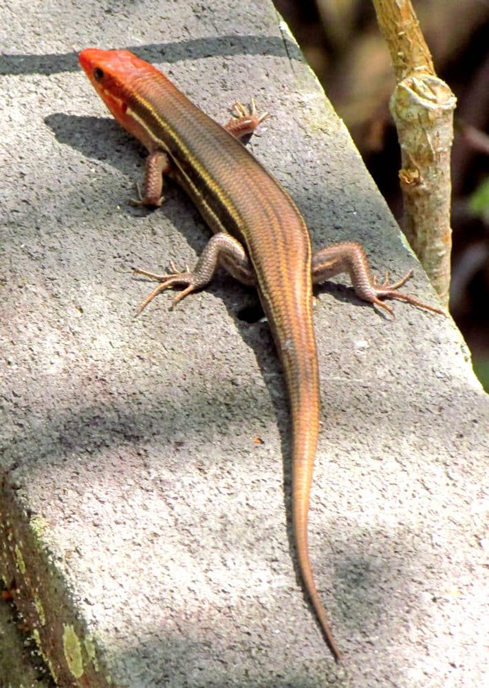 Southeastern Five-Lined Skink