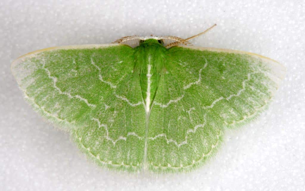 Southern Emerald Moth