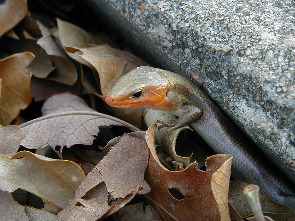 Southern Prairie Skink
