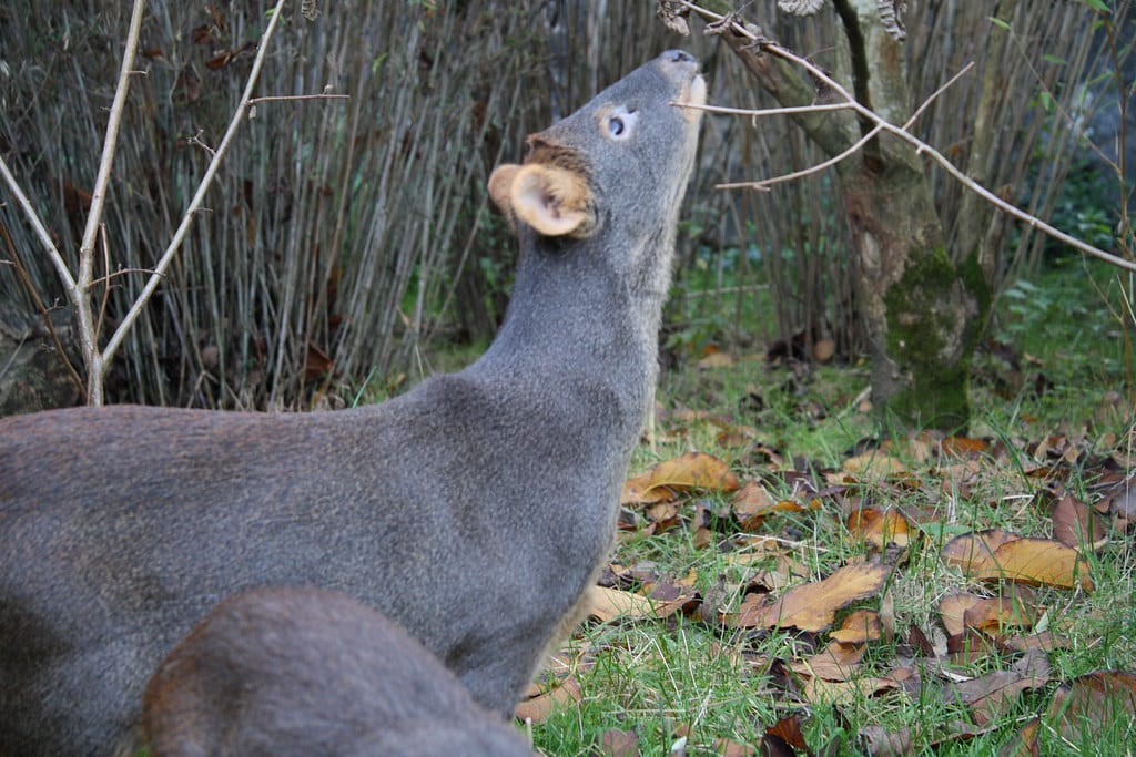 Southern Pudu