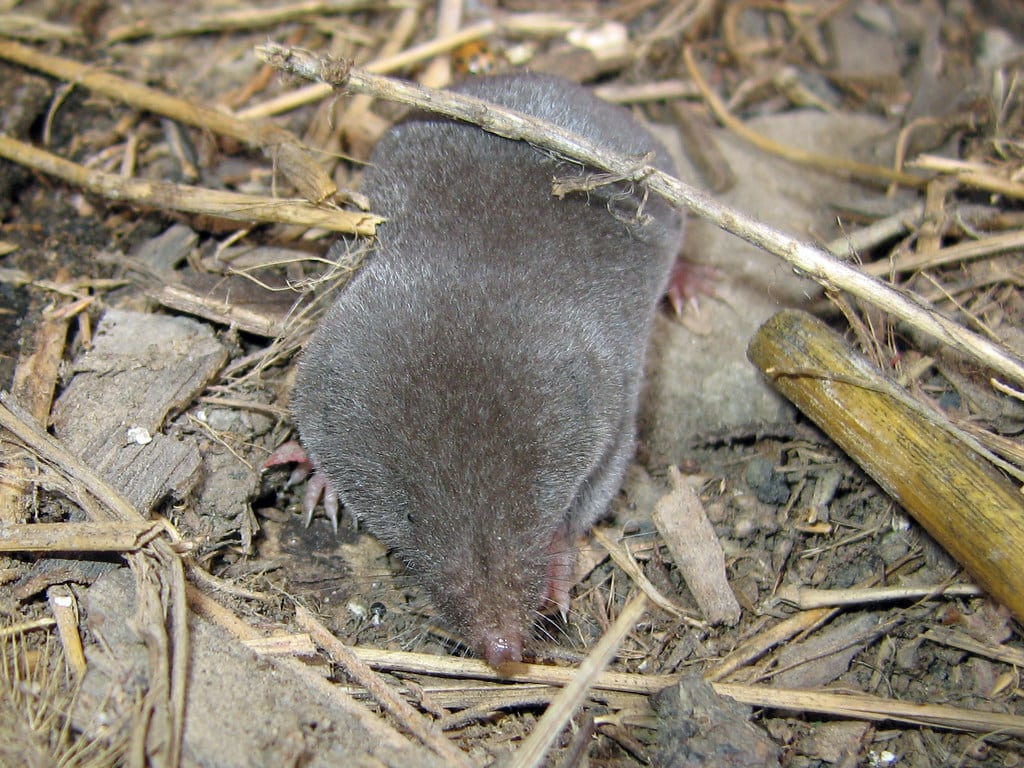 Southern Short-tailed Shrew