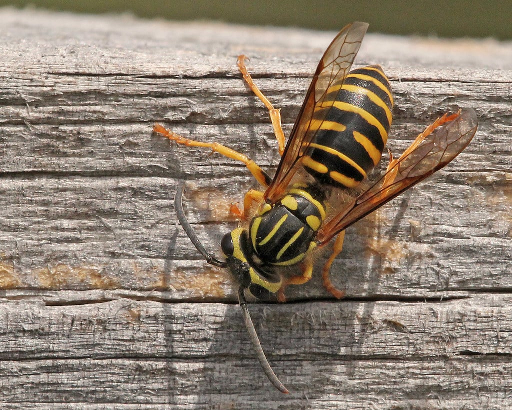Southern Yellowjacket