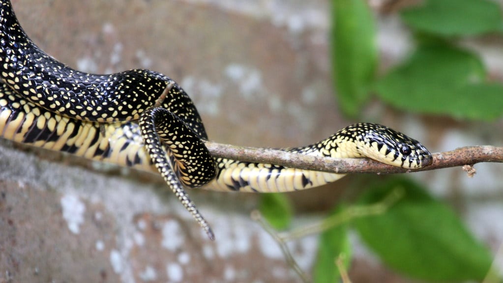 Speckled Kingsnake