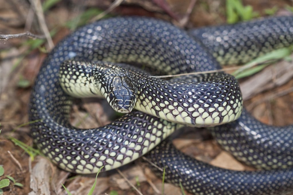Speckled Kingsnake