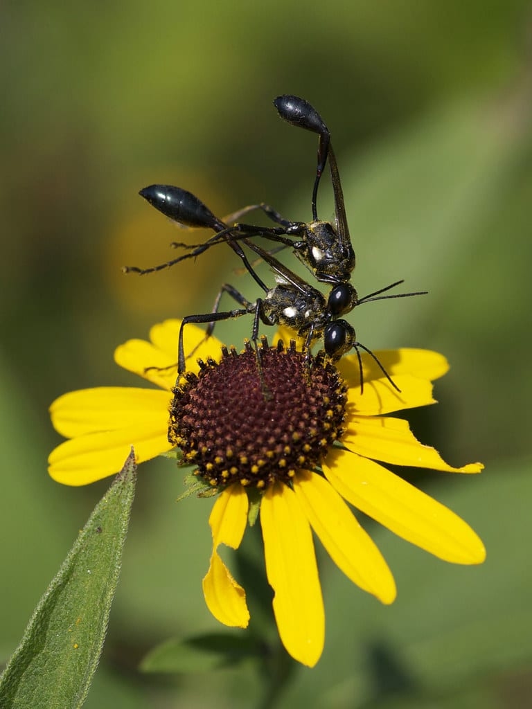 Sphecid Wasps
