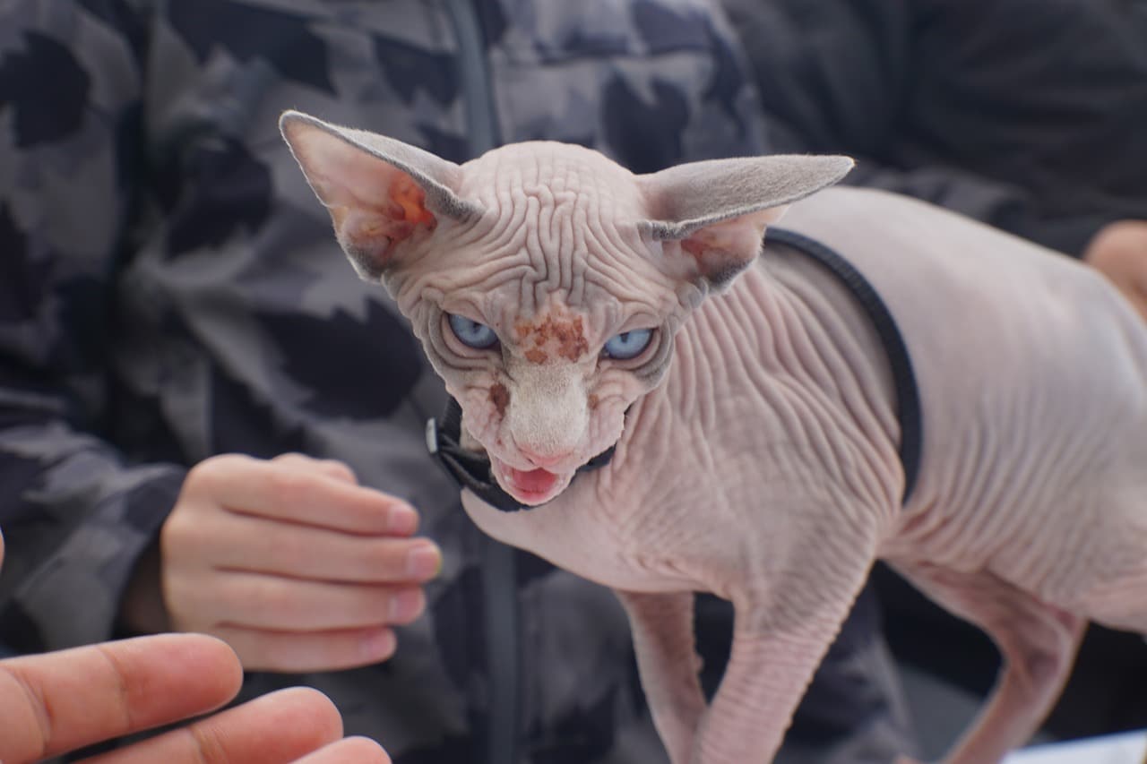 Sphynx - unhealthiest cat breeds