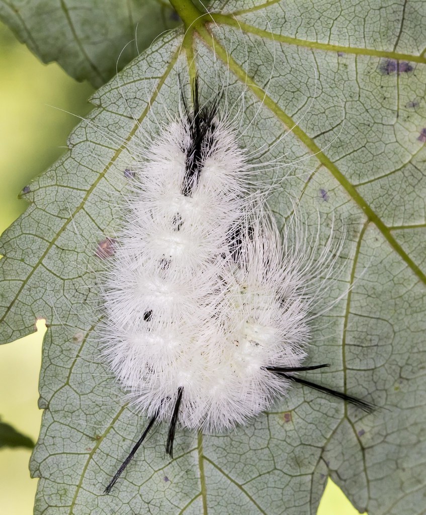 Spotted Apatelodes Caterpillar