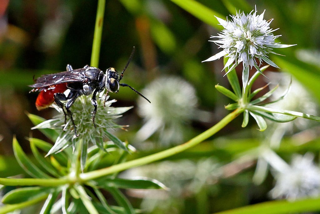Squarehead Wasp - Types of Wasps in Iowa