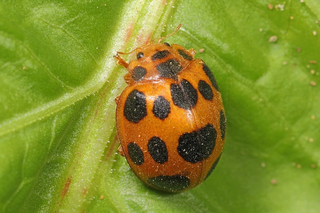 Squash Lady Beetle