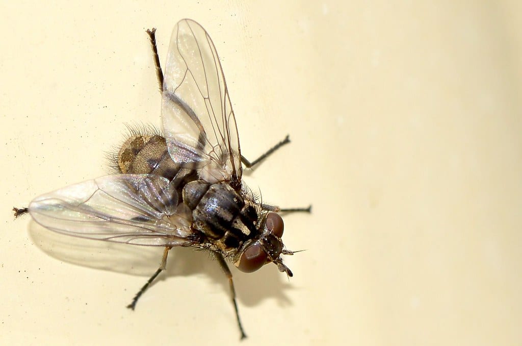 Stable Fly