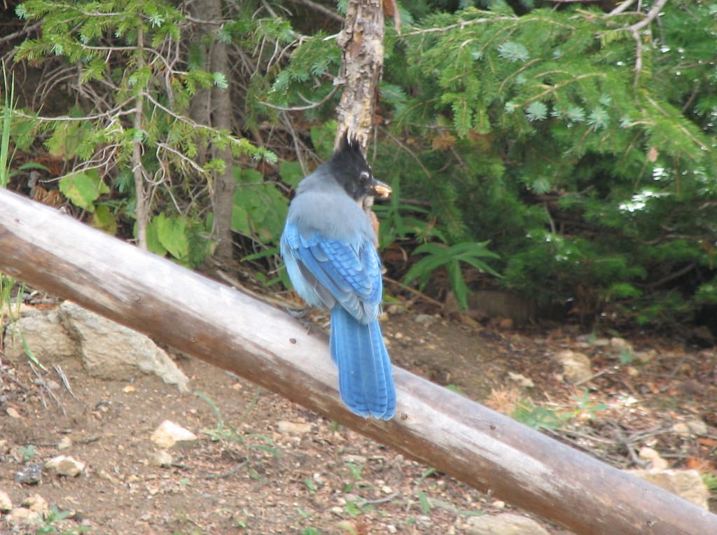 Steller's Jay
