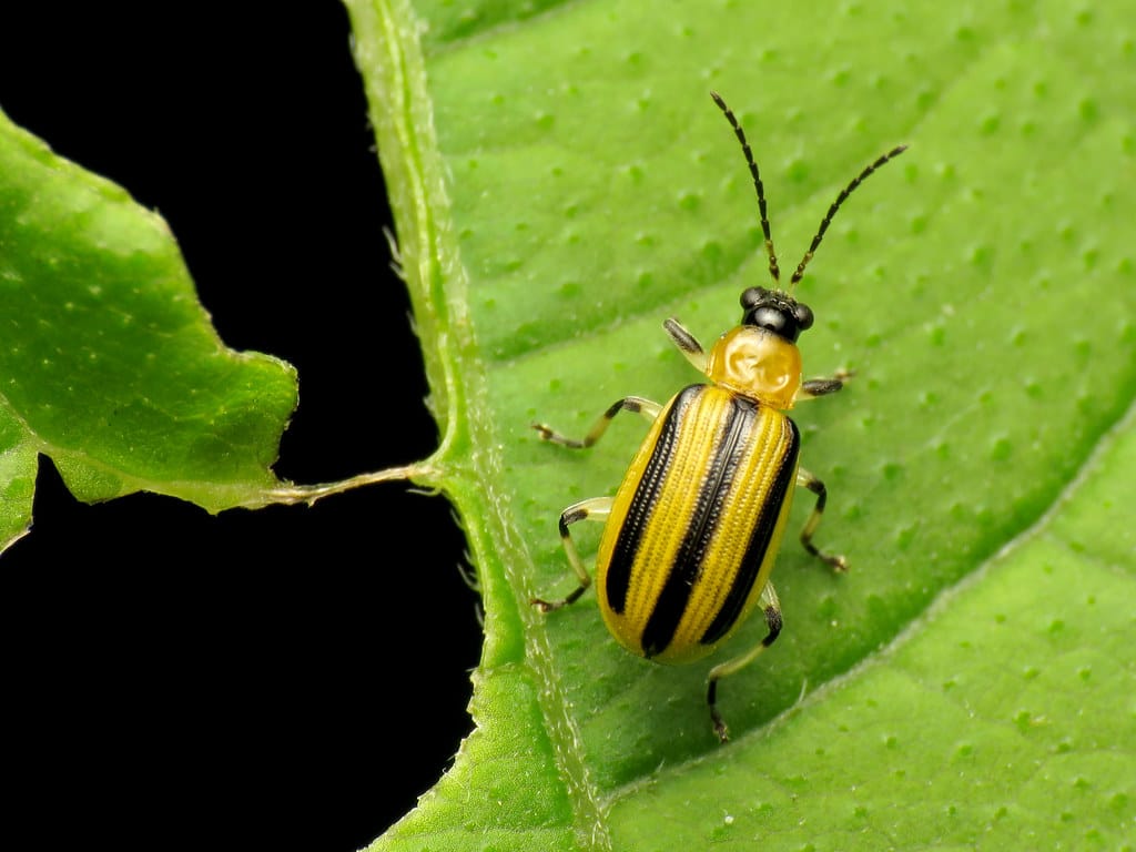 Striped Cucumber Beetle