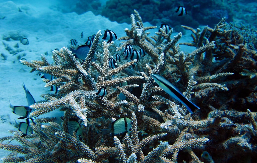 Striped Damselfish